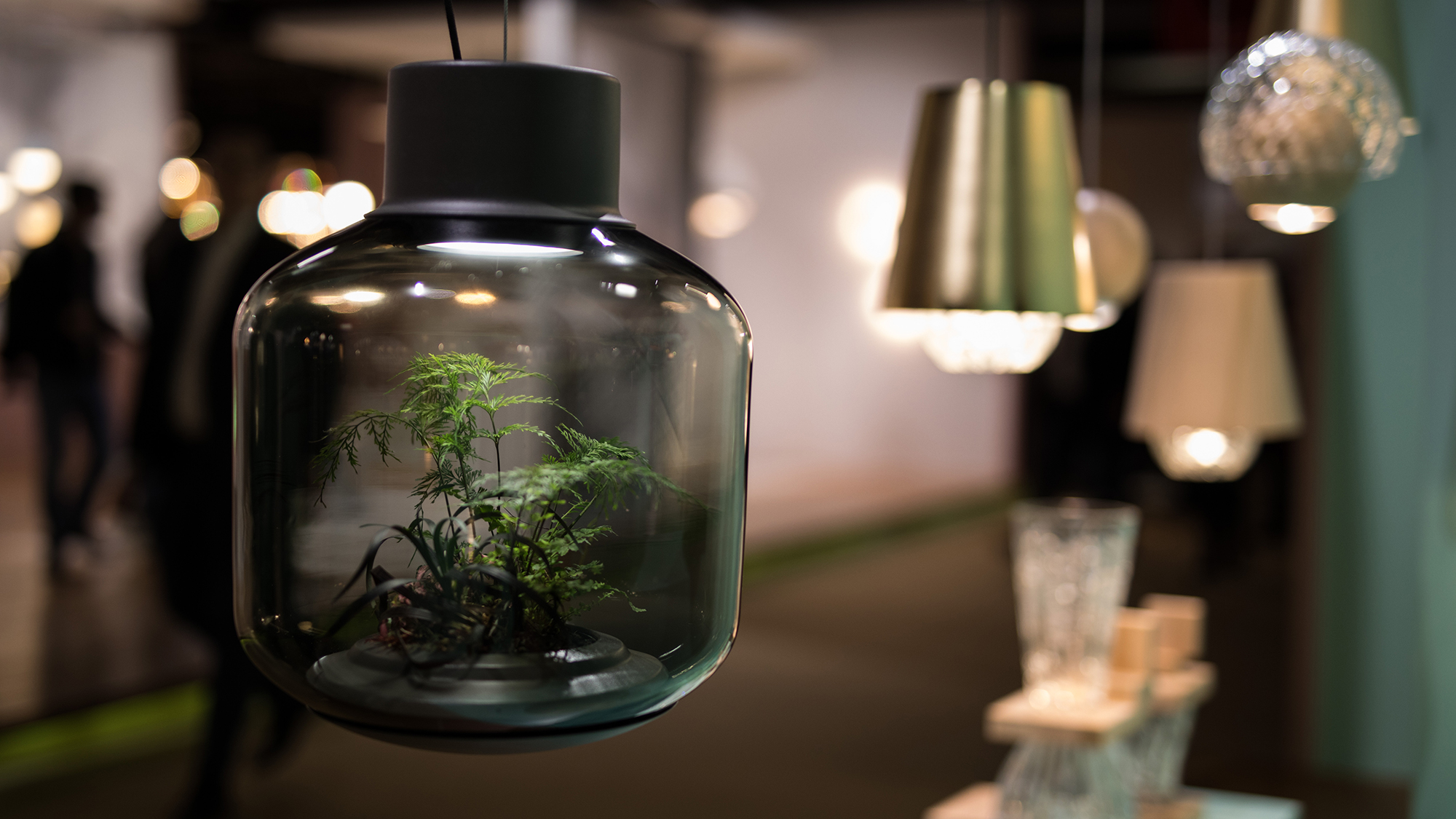 Pflanze in einer Lampe